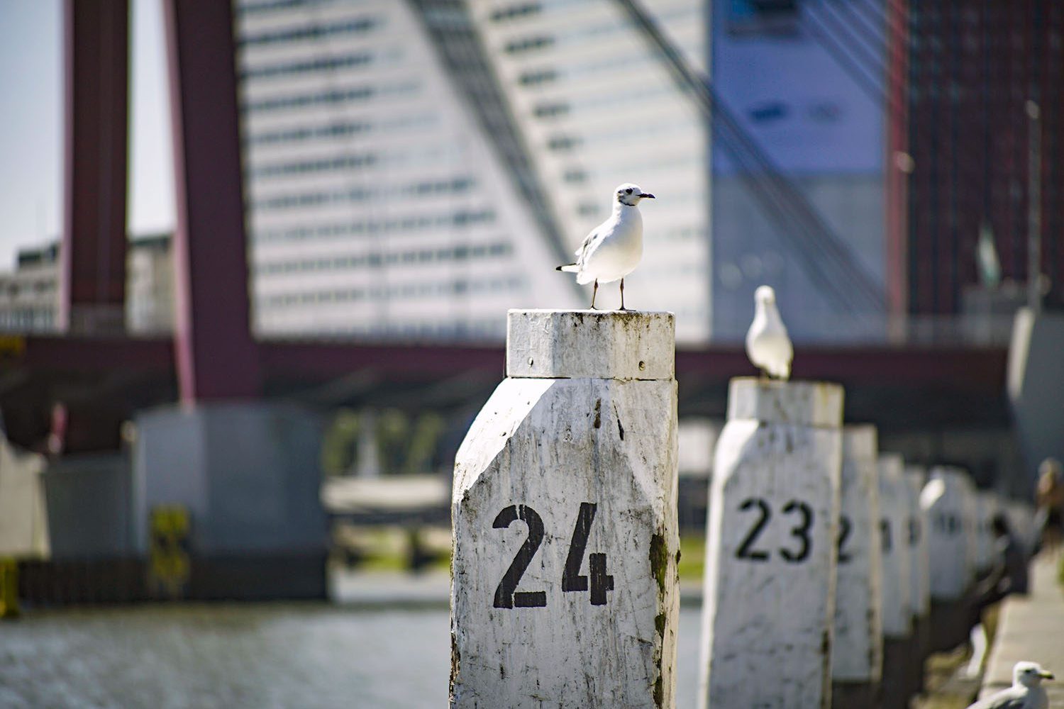 seagull in rotterdam city